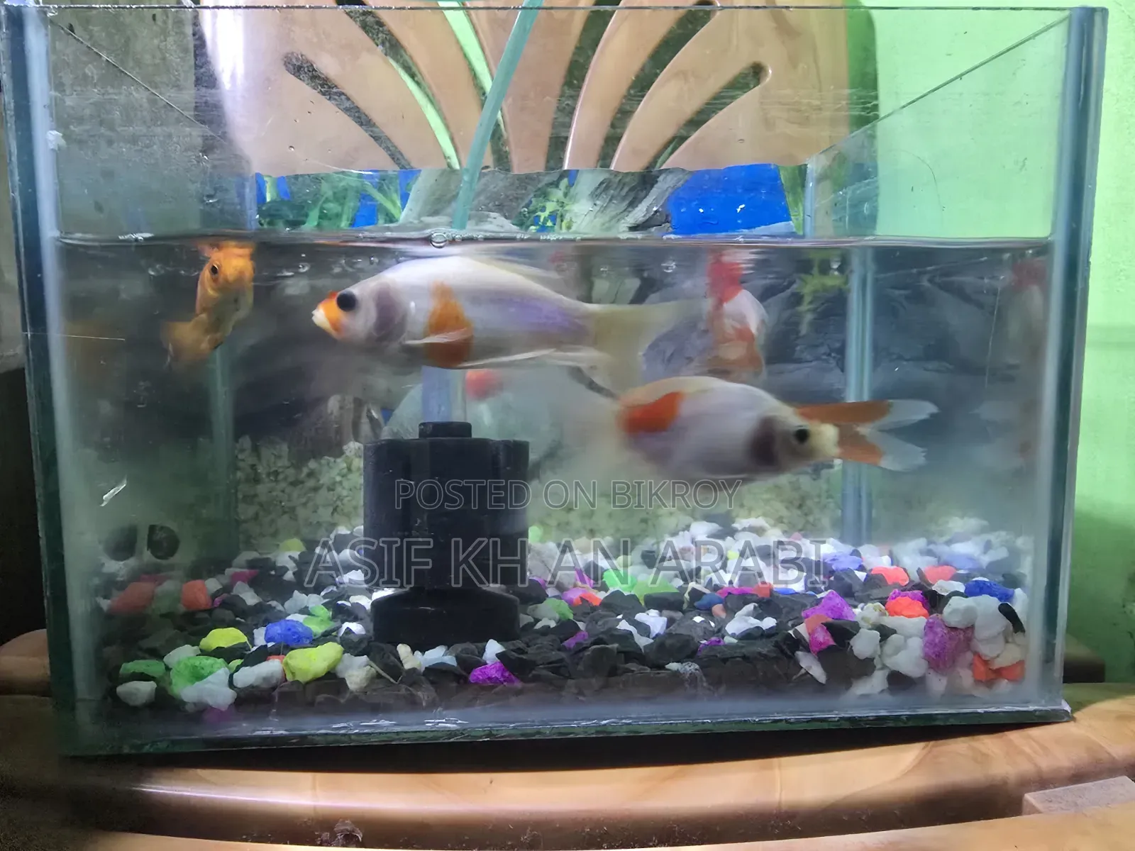 Aquarium Set
