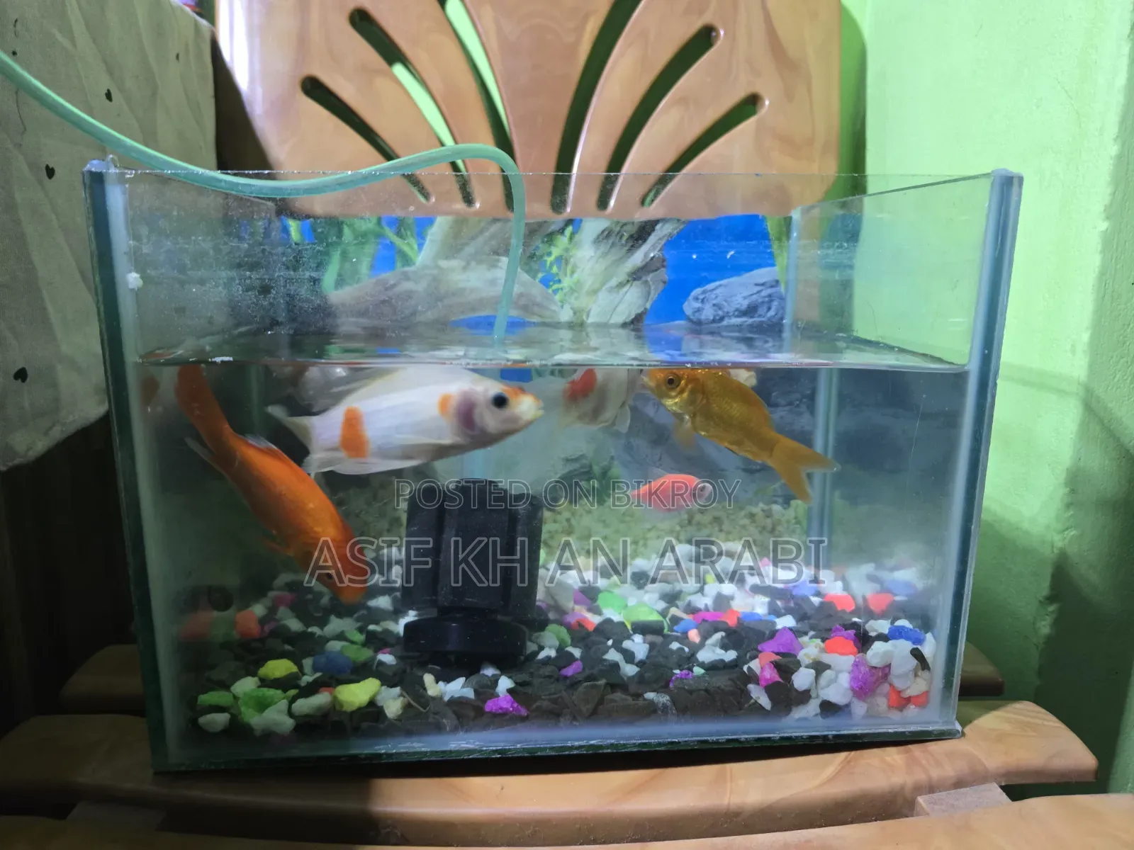 Aquarium Set