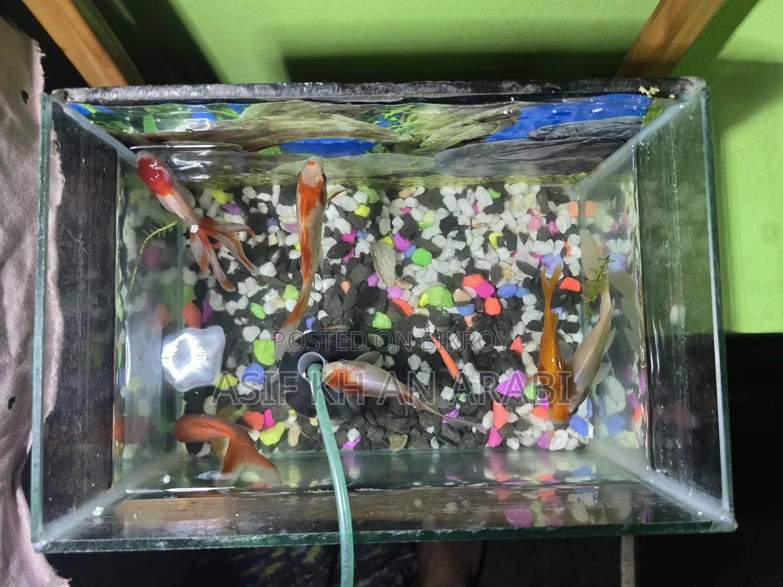 Aquarium Set
