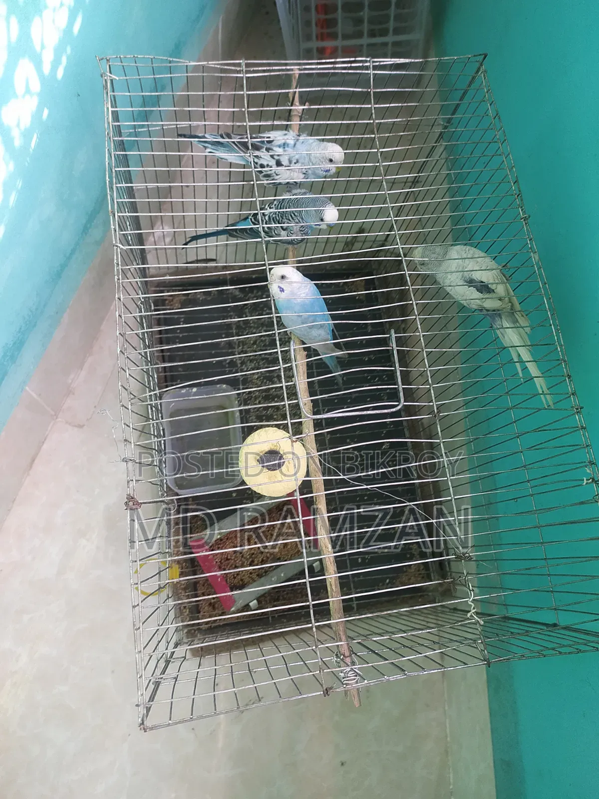 বাজিগর পাখি