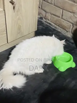 1+ Year Male Mixed Breed Persian