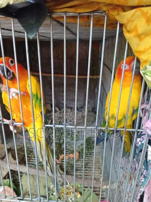 সান কুনুর পাখি