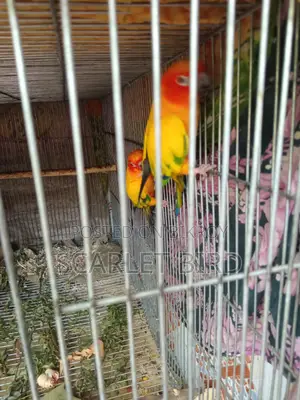 Sun Conure Bird