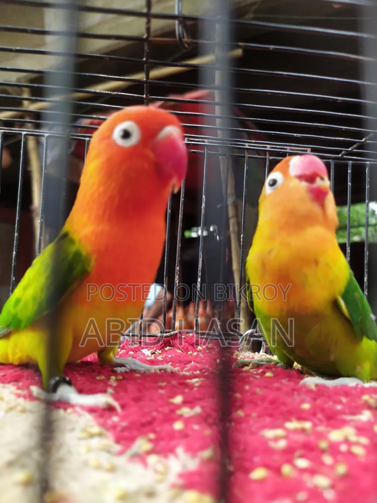 Master Pair Love Bird