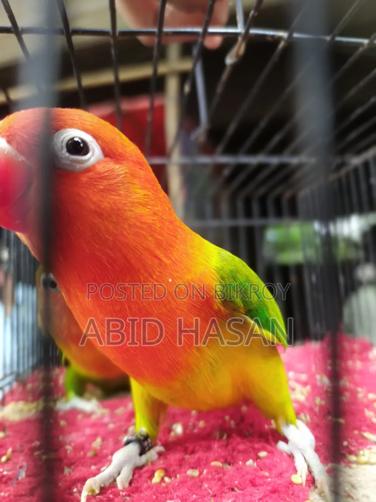 Master Pair Love Bird