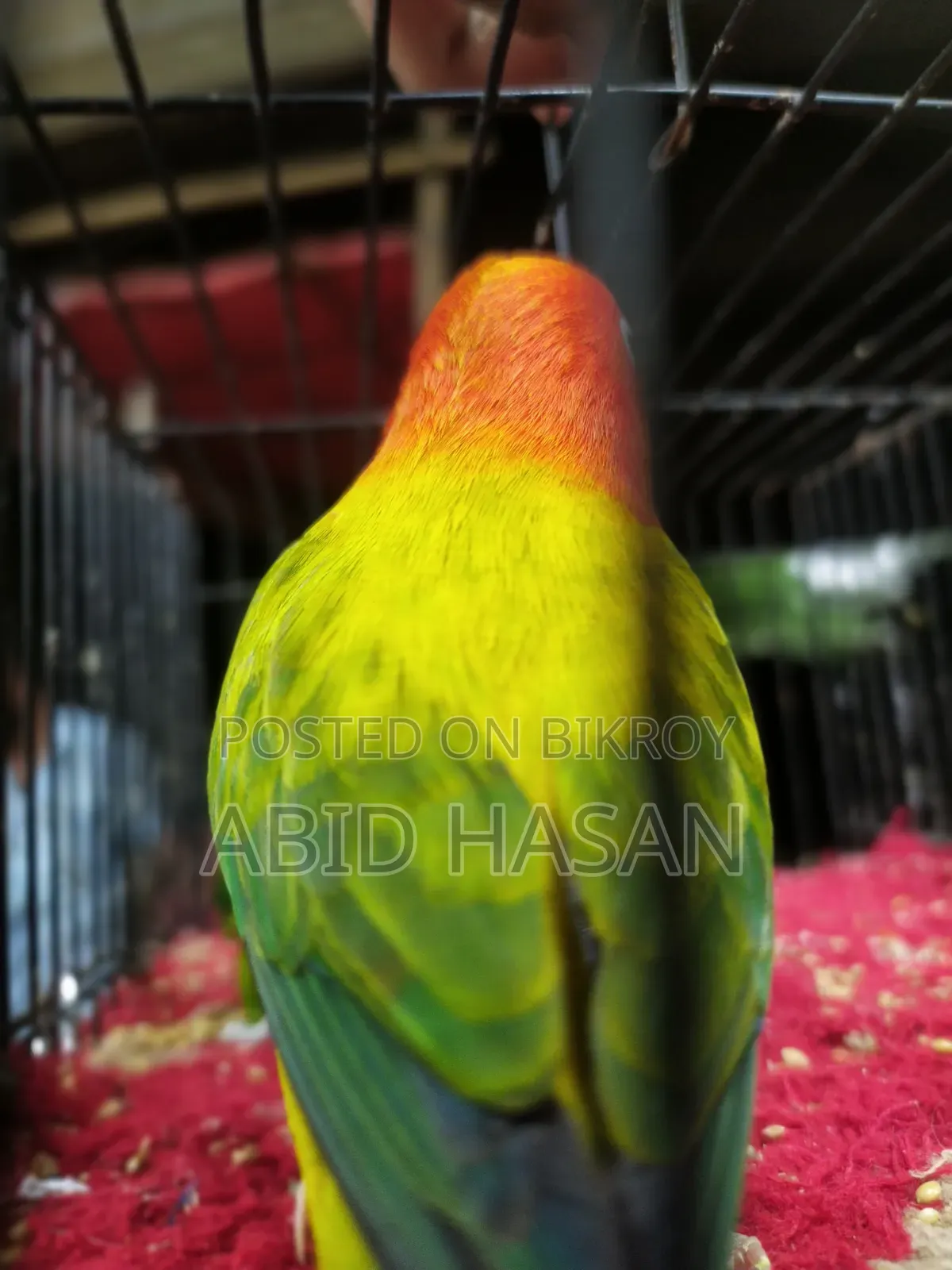 Master Pair Love Bird