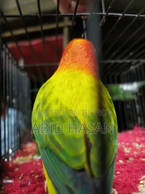 Master Pair Love Bird
