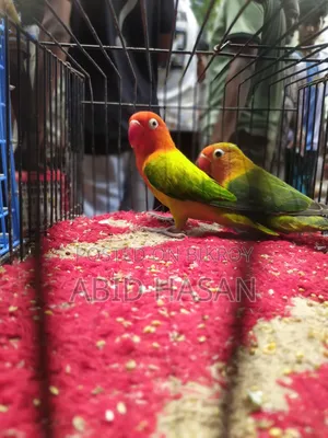 Master Pair Love Bird