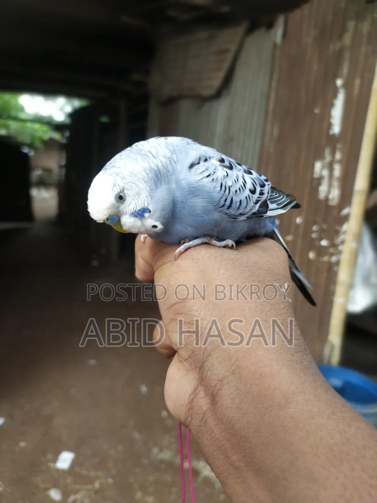 বাংলিশ বাজরিগার ফ্রী Flying Tame পাখি