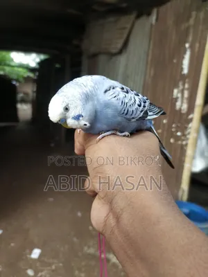 বাংলিশ বাজরিগার ফ্রী Flying Tame পাখি