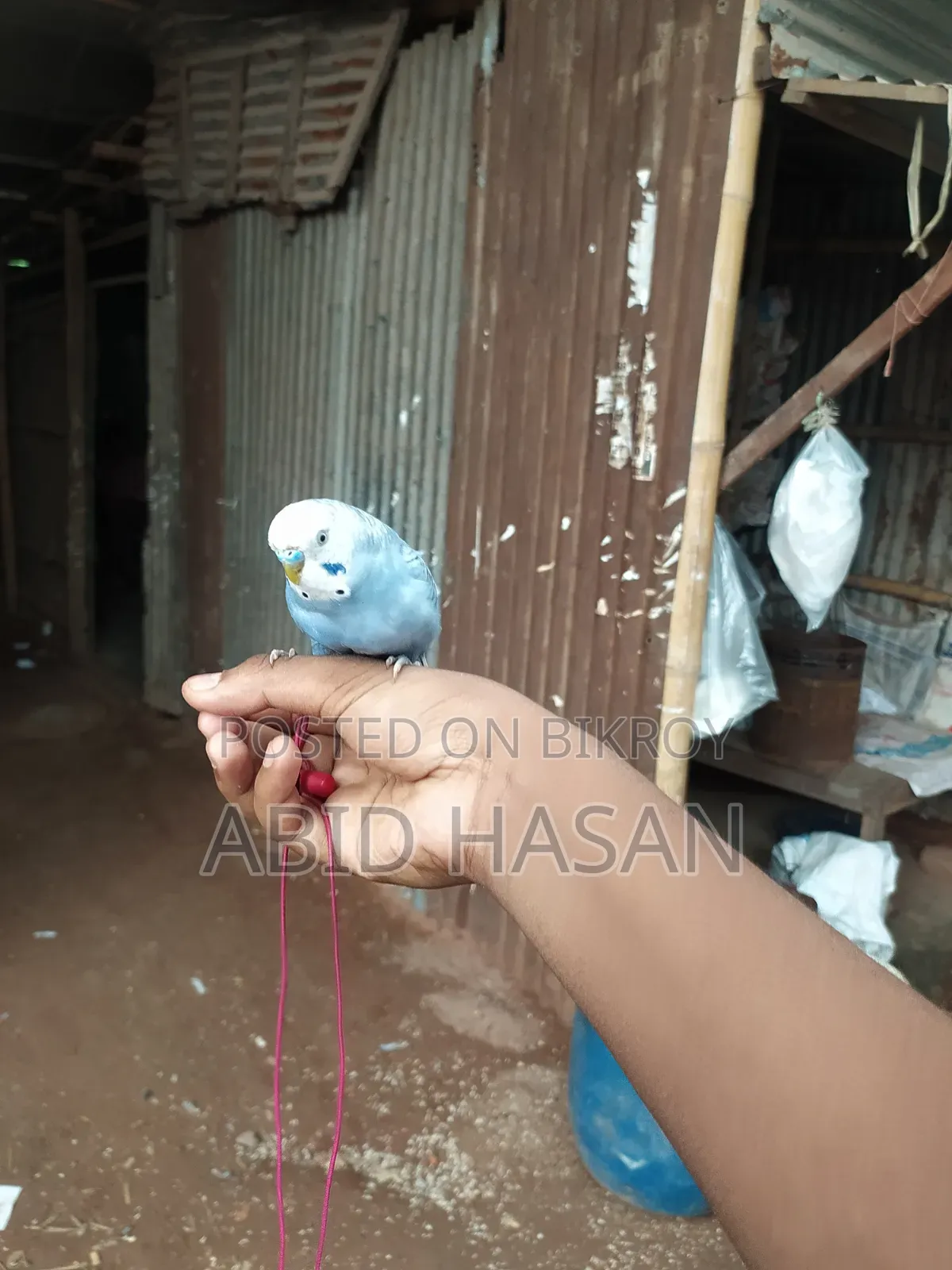 বাংলিশ বাজরিগার ফ্রী Flying Tame পাখি
