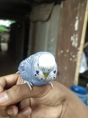 বাংলিশ বাজরিগার ফ্রী Flying Tame পাখি