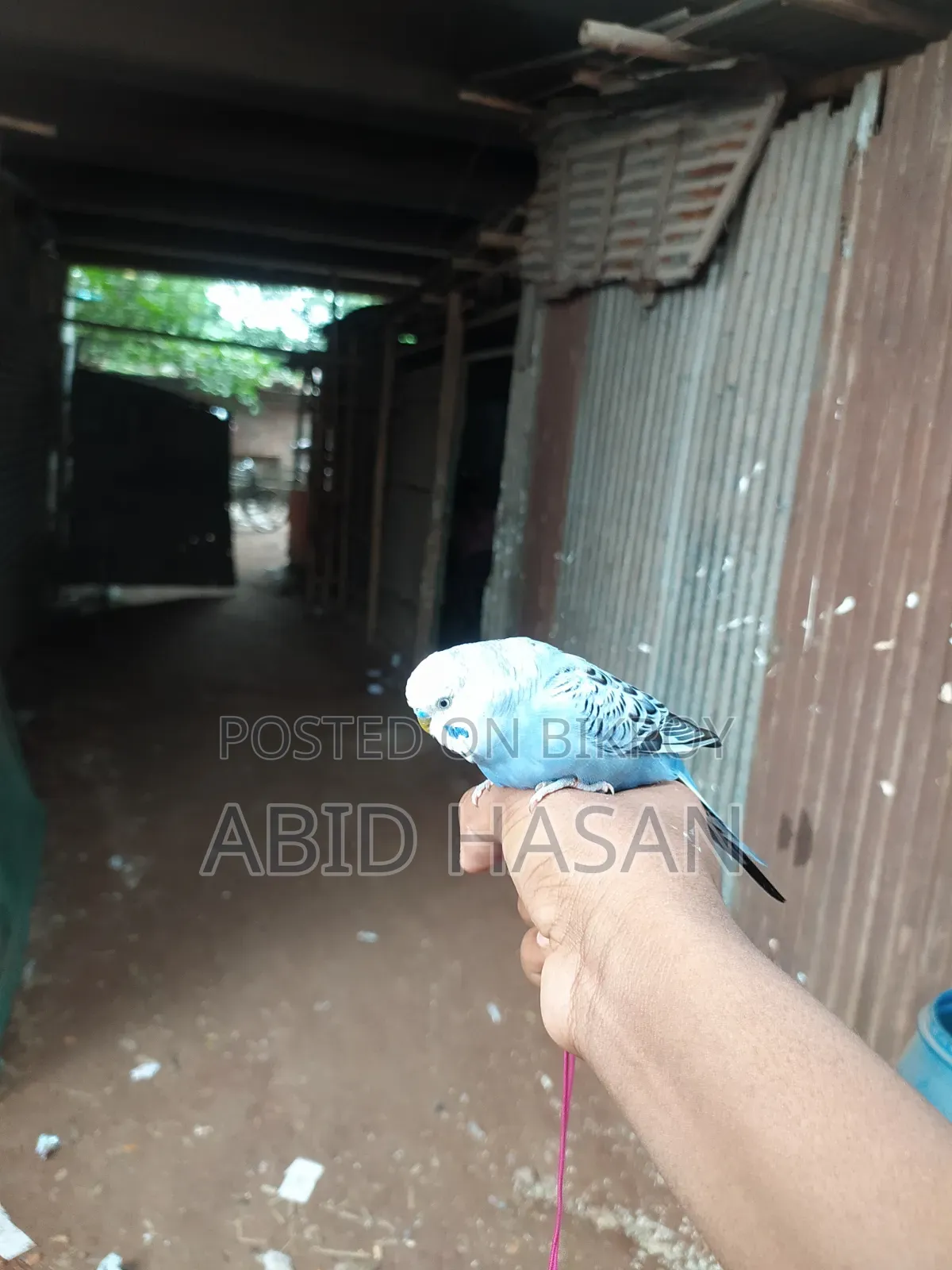 বাংলিশ বাজরিগার ফ্রী Flying Tame পাখি