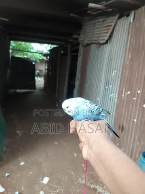বাংলিশ বাজরিগার ফ্রী Flying Tame পাখি