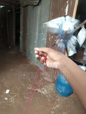 বাংলিশ বাজরিগার ফ্রী Flying Tame পাখি