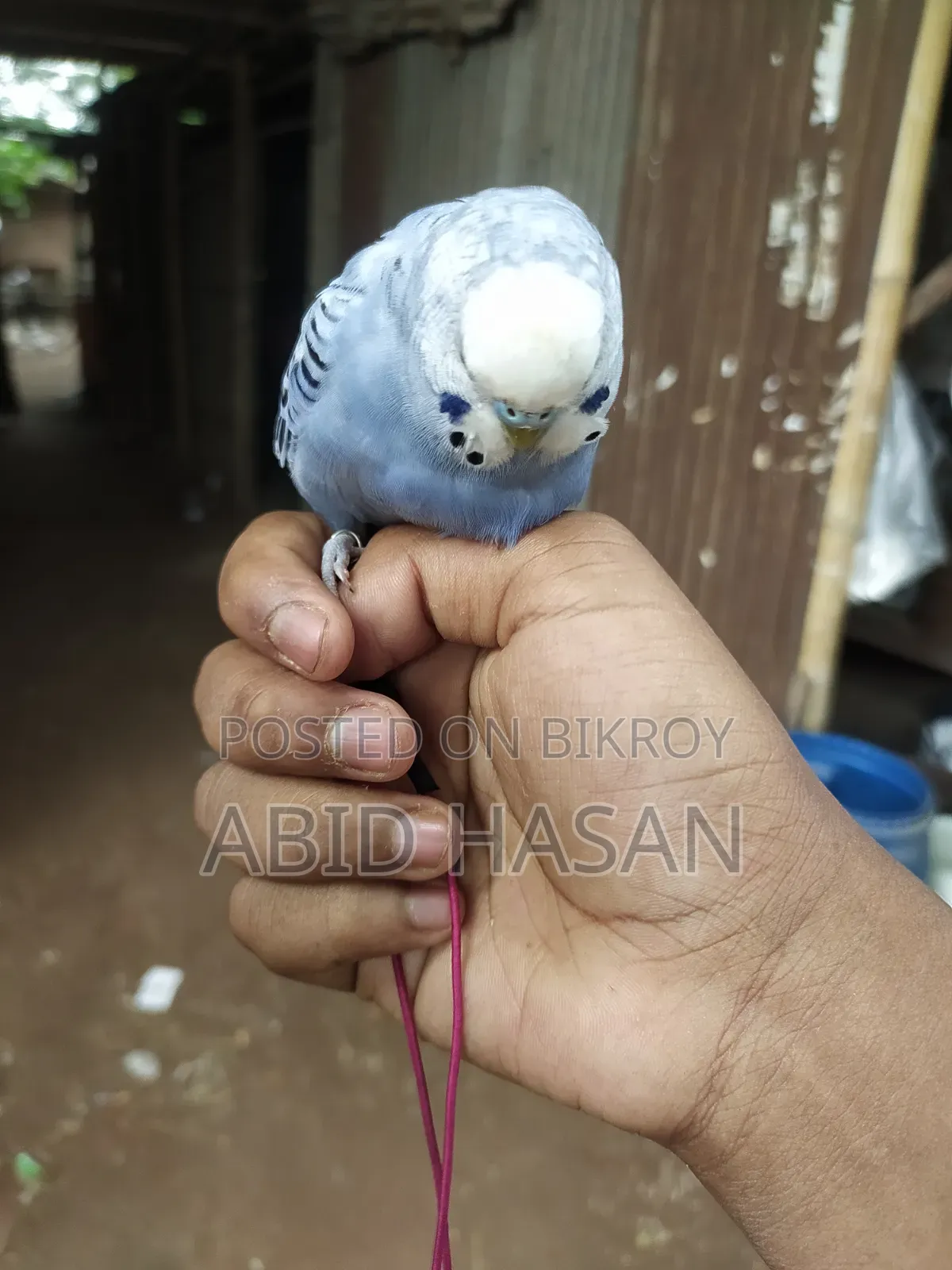 বাংলিশ বাজরিগার ফ্রী Flying Tame পাখি