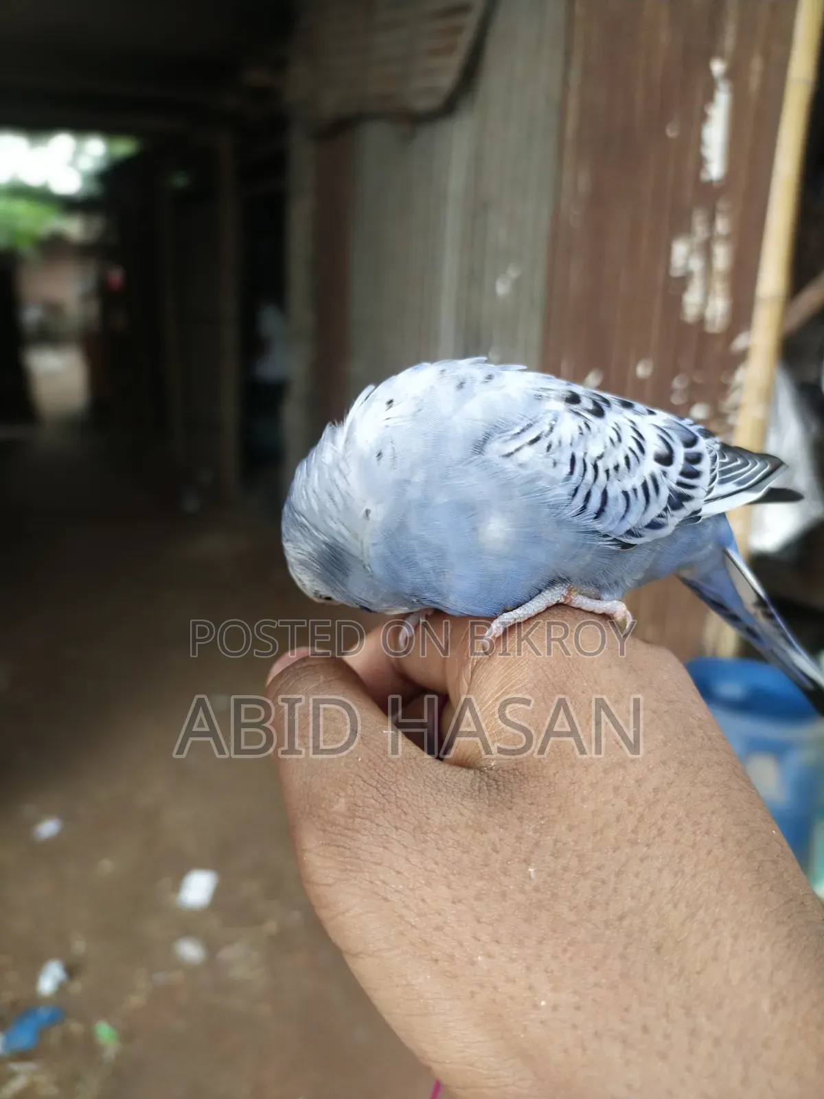 বাংলিশ বাজরিগার ফ্রী Flying Tame পাখি