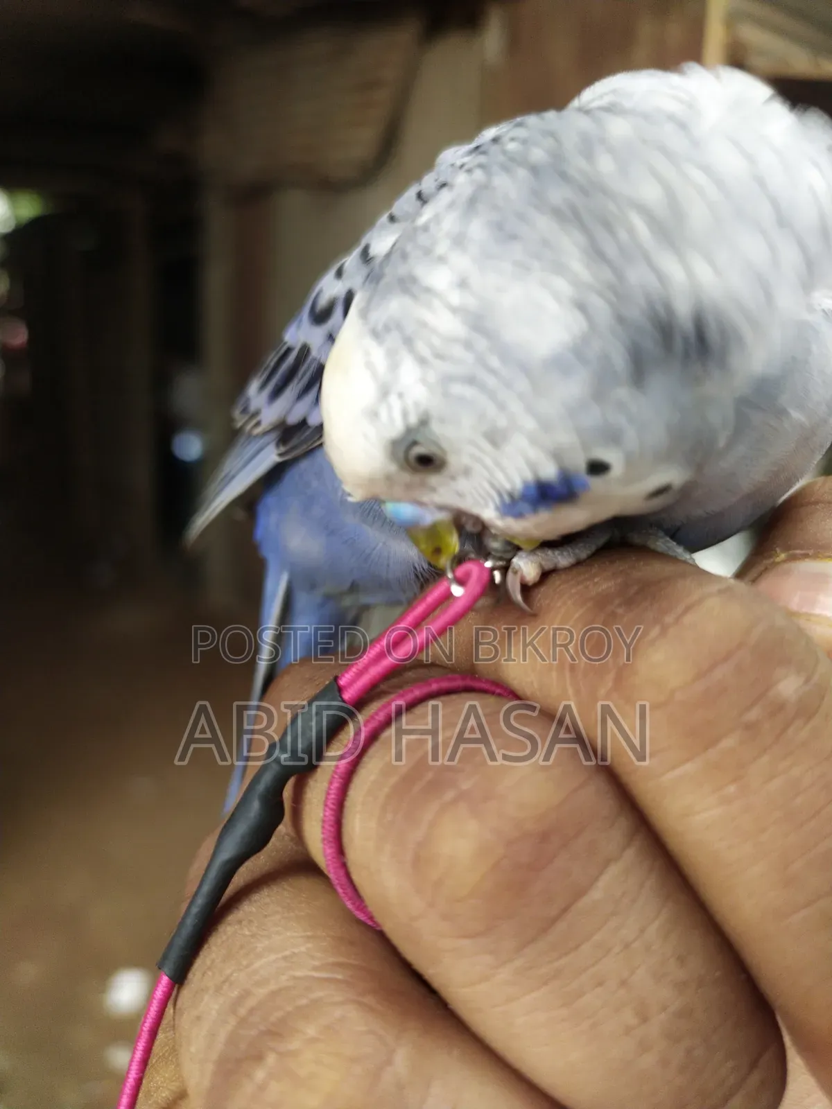 বাংলিশ বাজরিগার ফ্রী Flying Tame পাখি