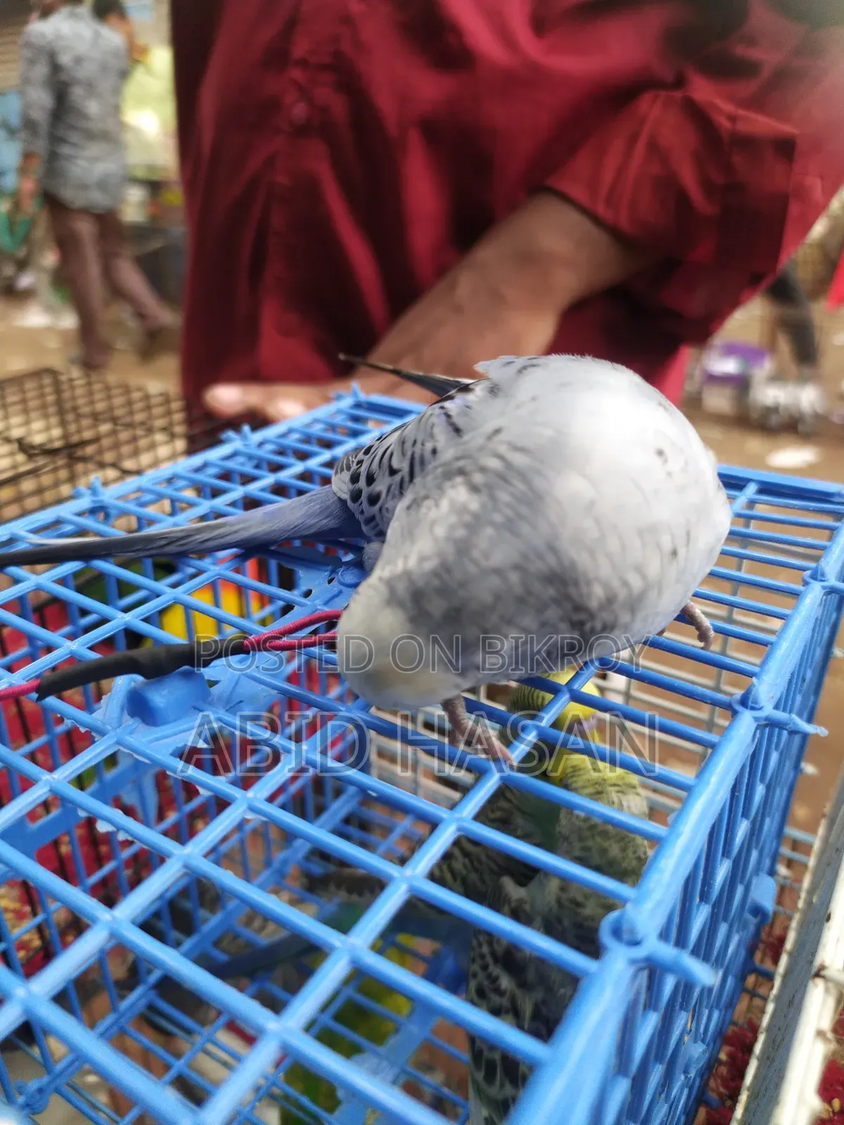 বাংলিশ বাজরিগার ফ্রী Flying Tame পাখি