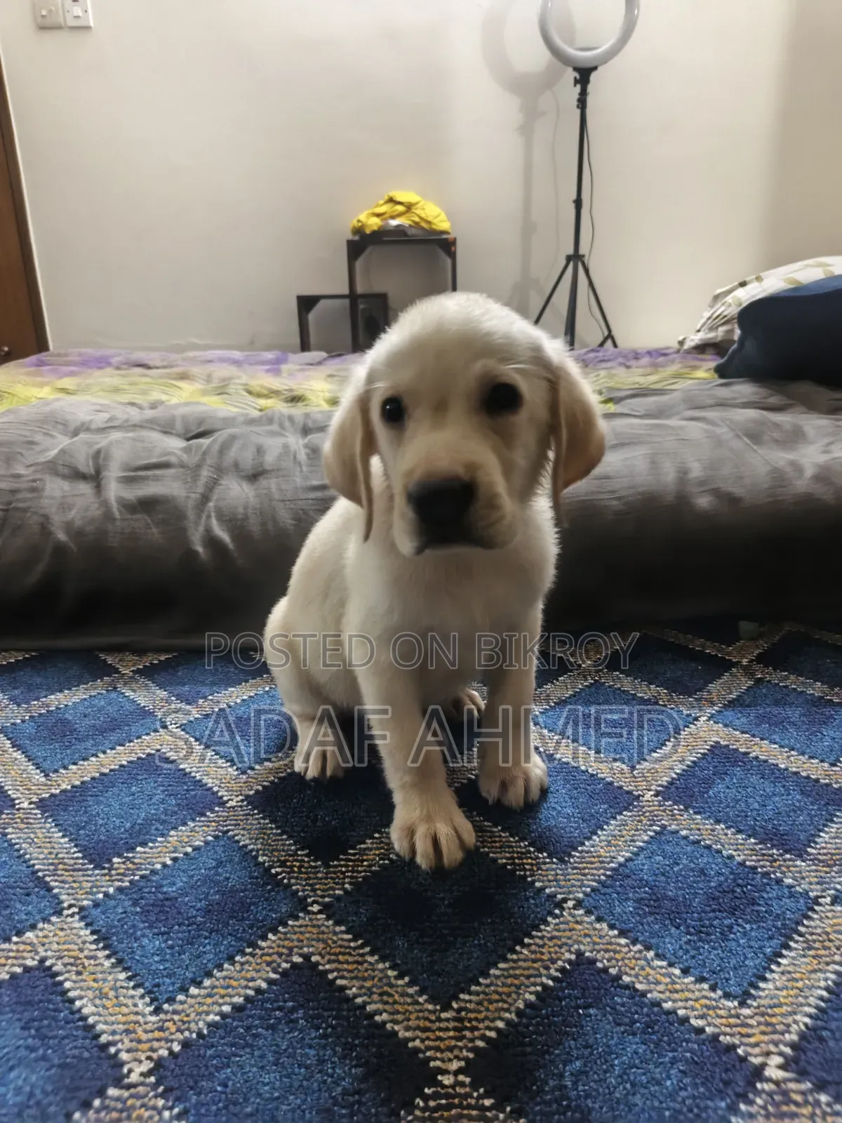 1-3 Months Male Purebred Labrador Retriever
