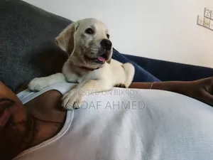 1-3 Months Male Purebred Labrador Retriever