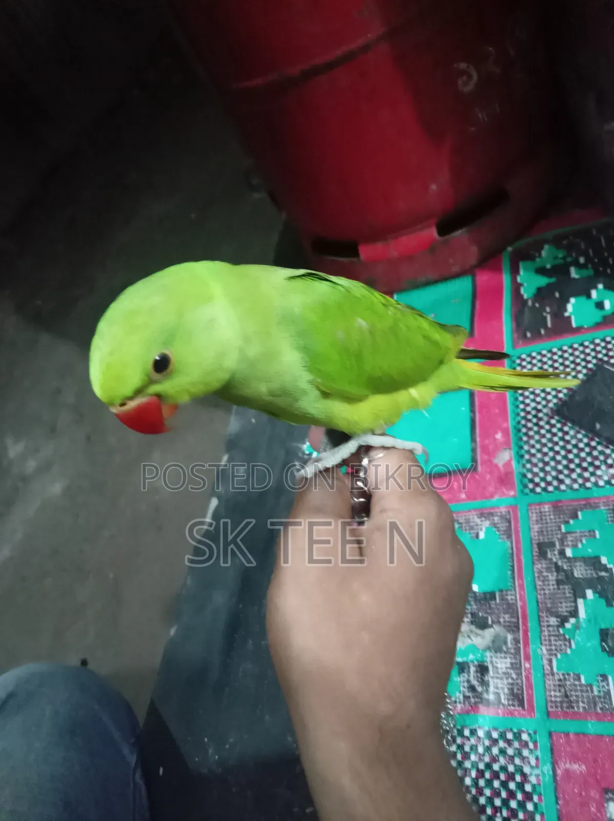 Parrot Chick