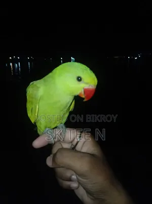 Parrot Chick