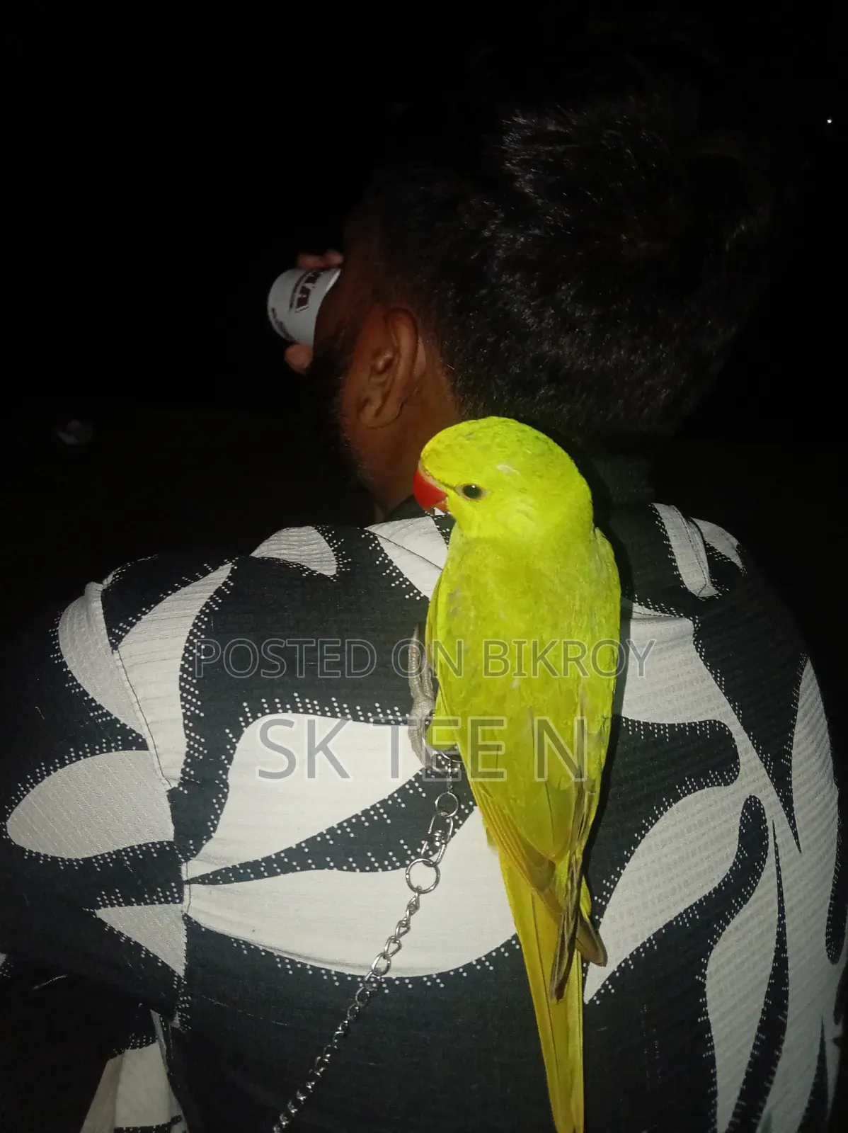 Parrot Chick