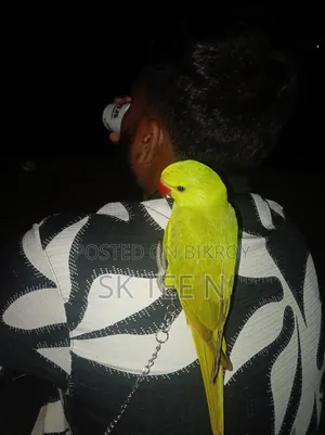 Parrot Chick