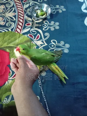 Parrot Chick