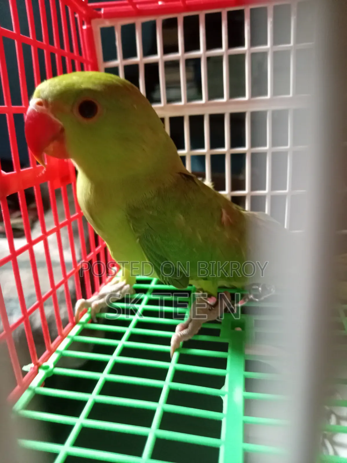 Parrot Chick
