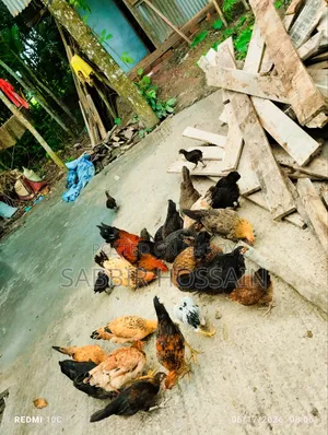 দেশি মুরগি