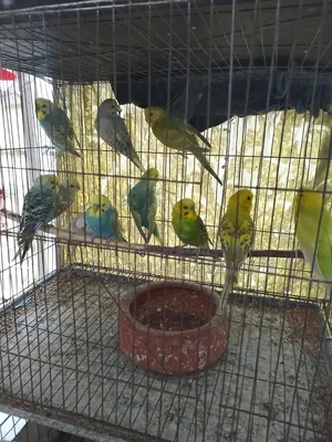 Budgerigar birds