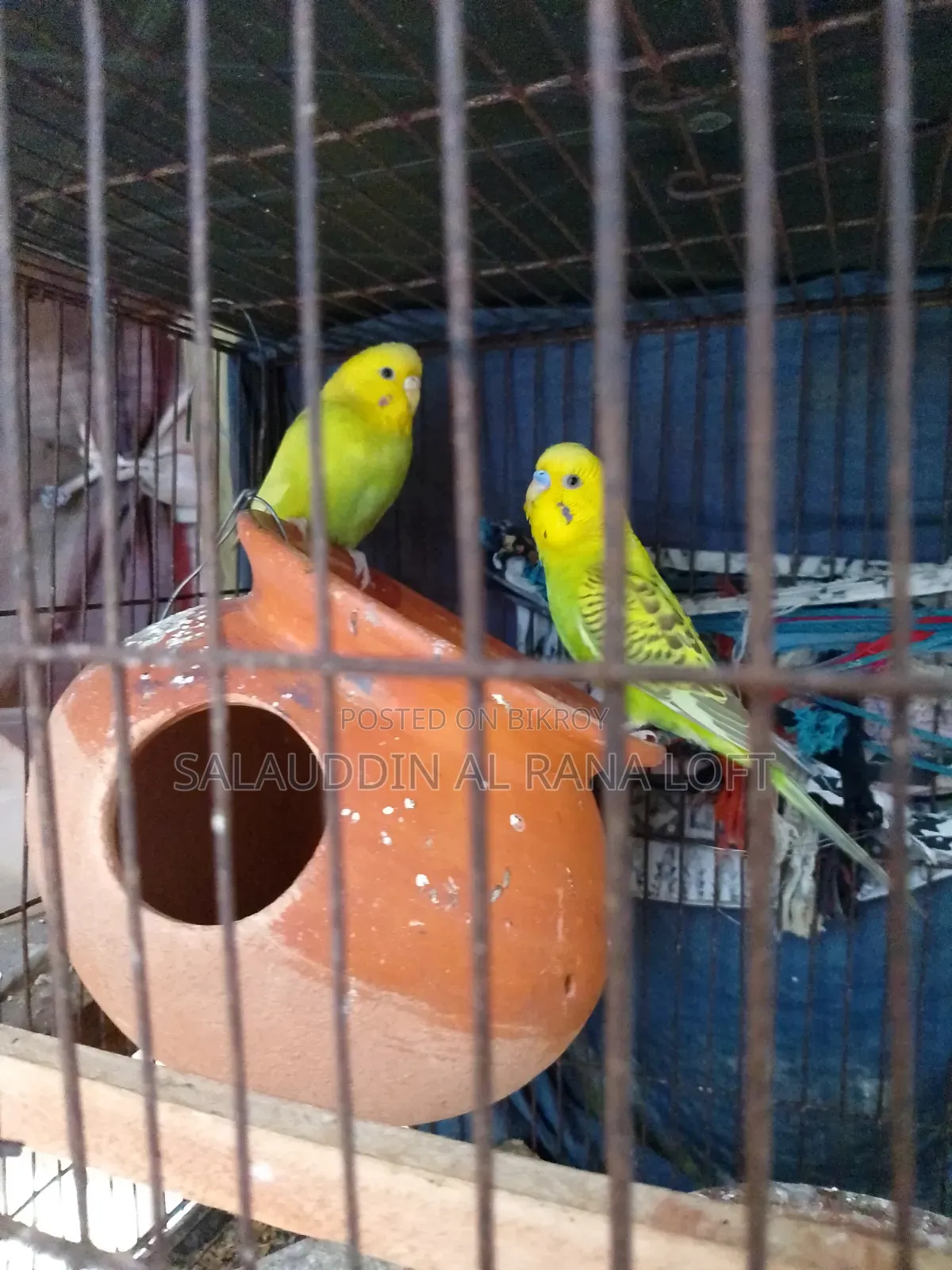 Budgerigar birds
