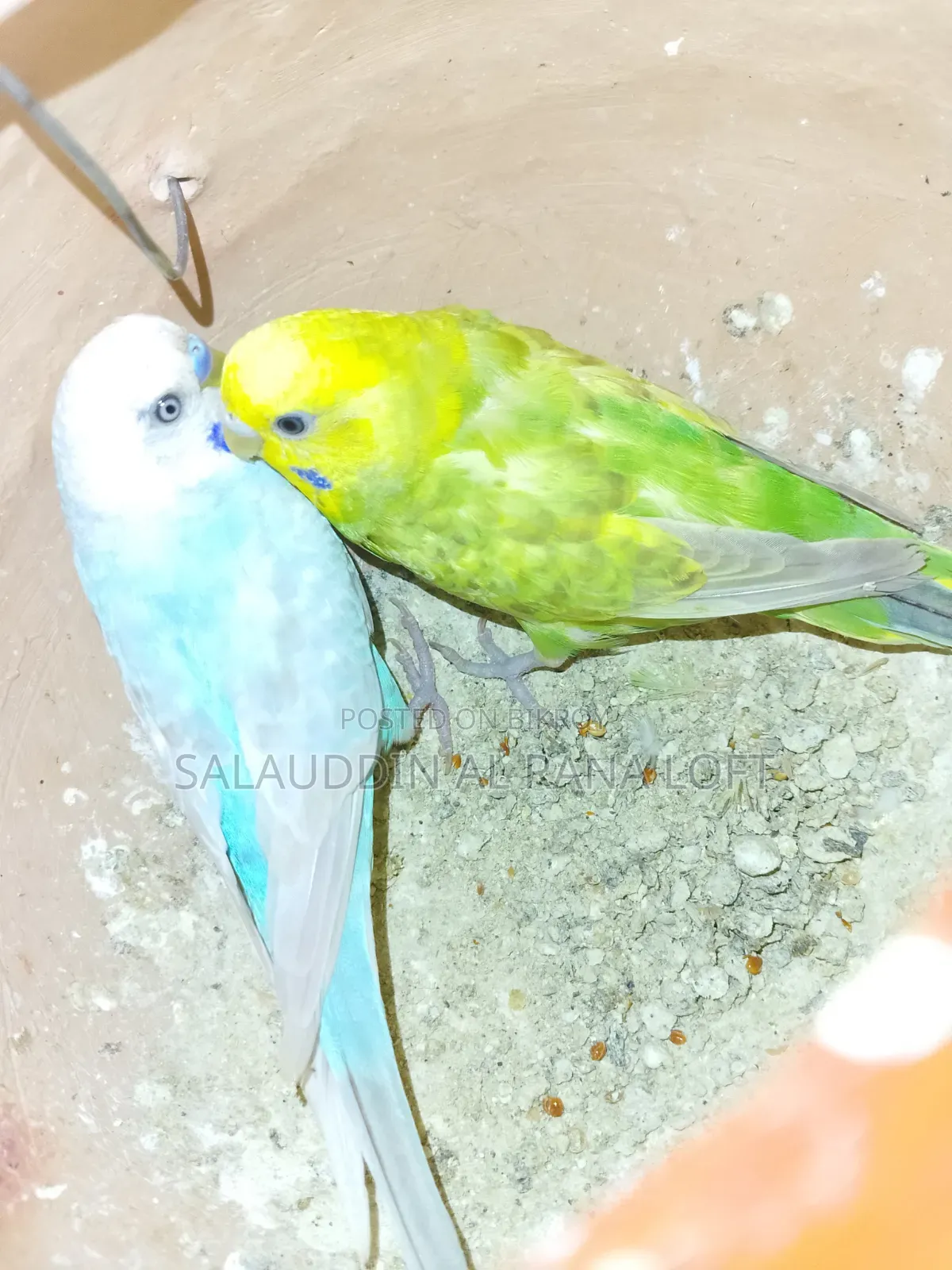 Budgerigar birds