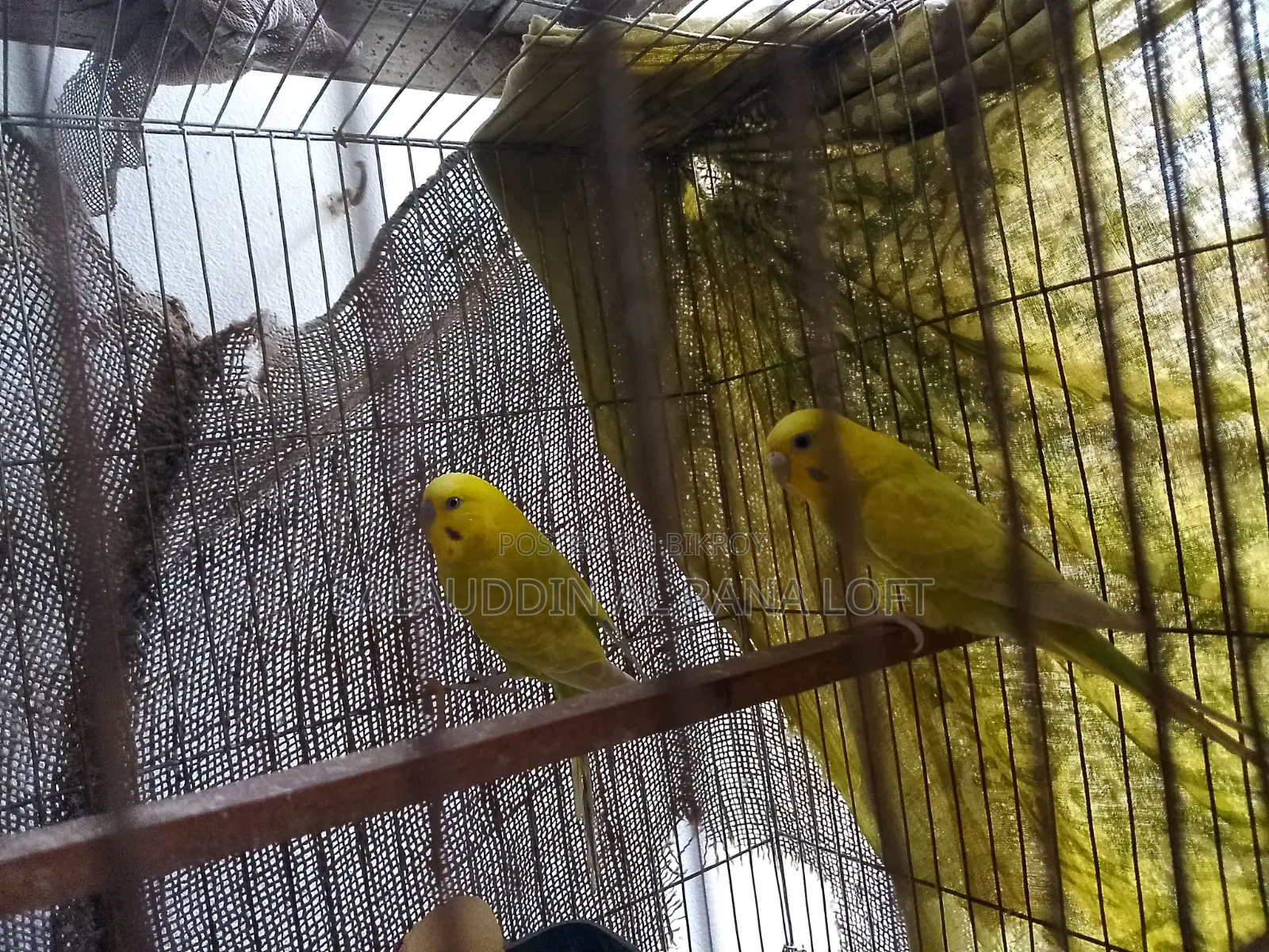 Budgerigar birds