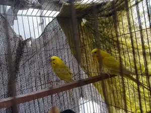 Budgerigar birds