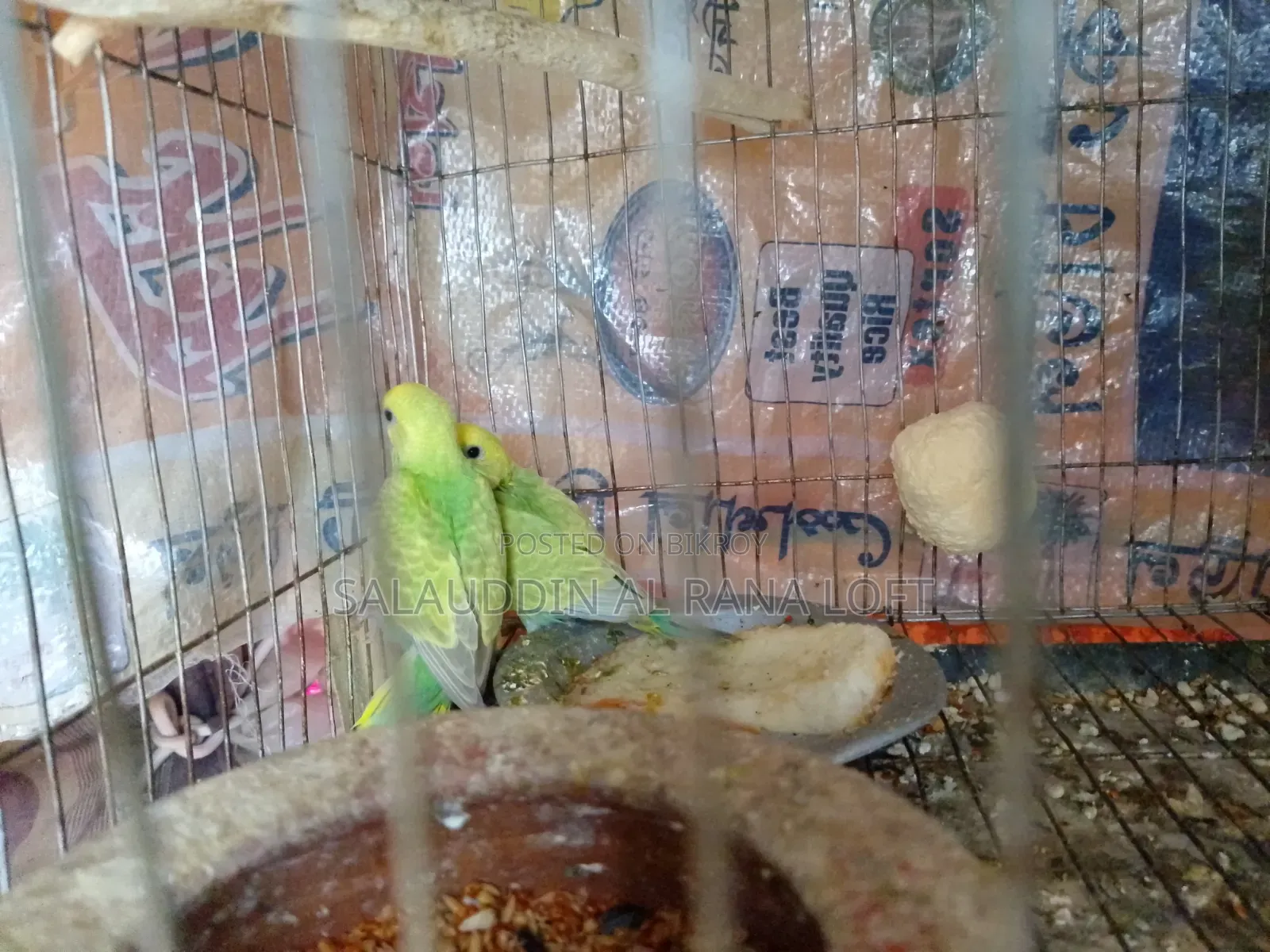 Budgerigar birds