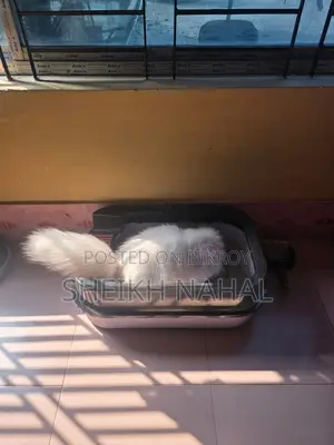 6-12 Months Male Purebred Persian