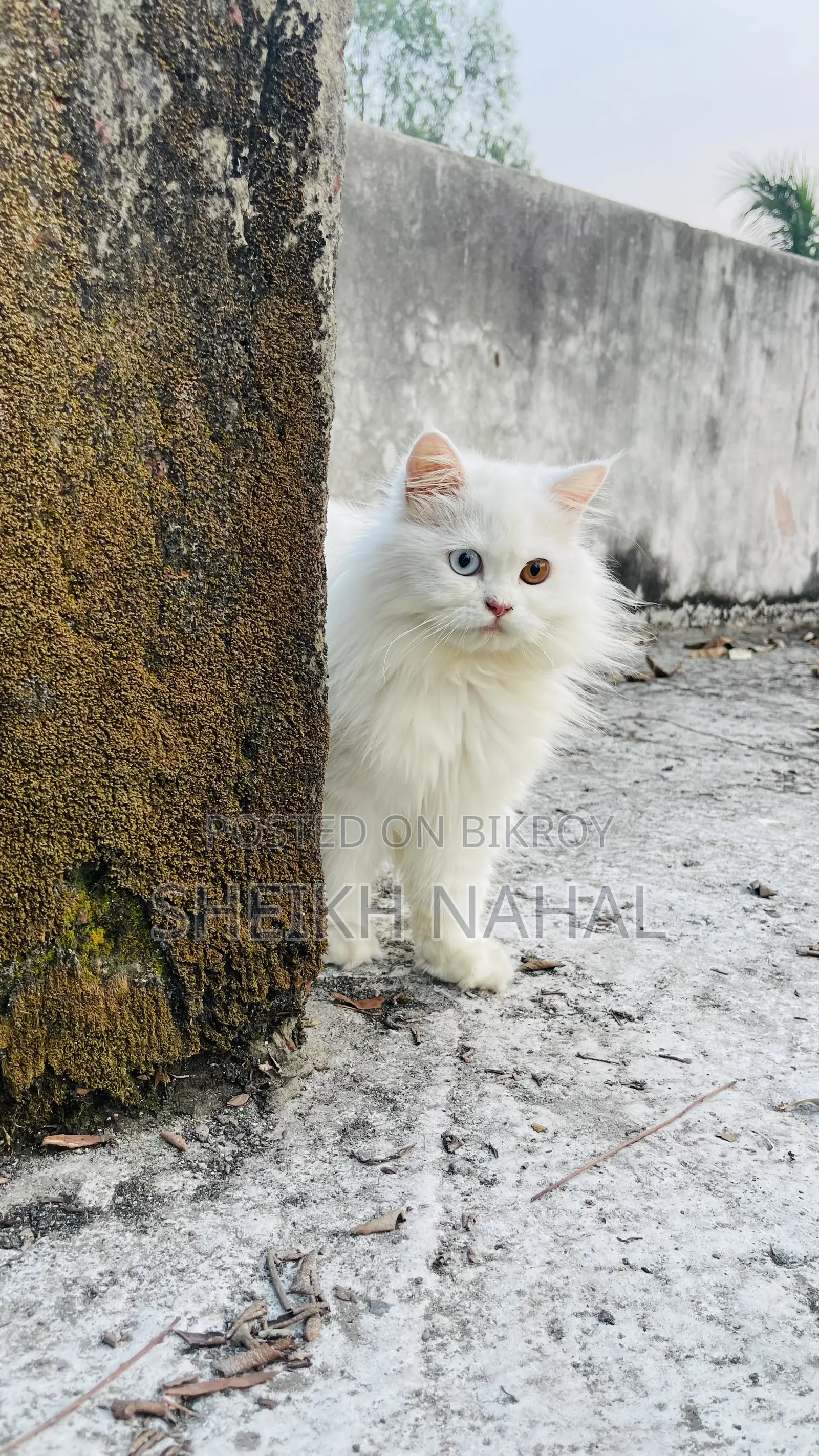 6-12 Months Male Purebred Persian