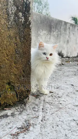 6-12 Months Male Purebred Persian