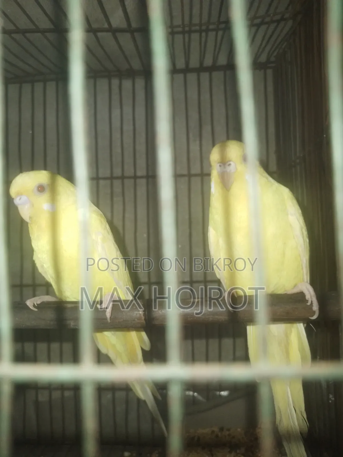 বাজিগার পাখি
