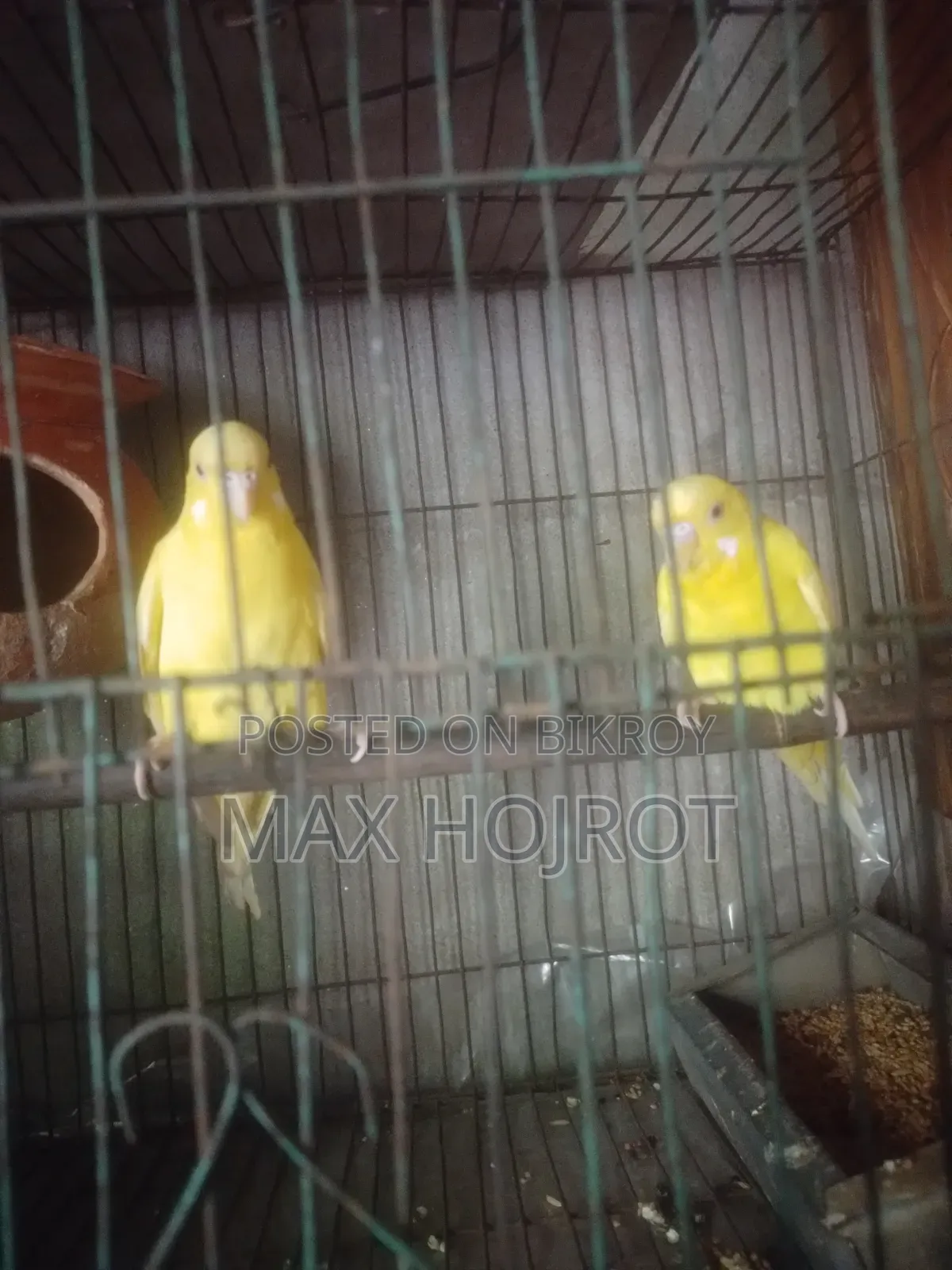 বাজিগার পাখি