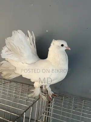 সাদা রাকখা নর