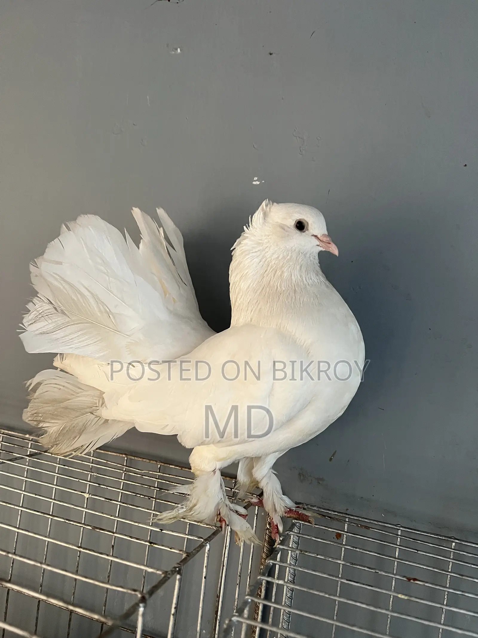 সাদা রাকখা নর