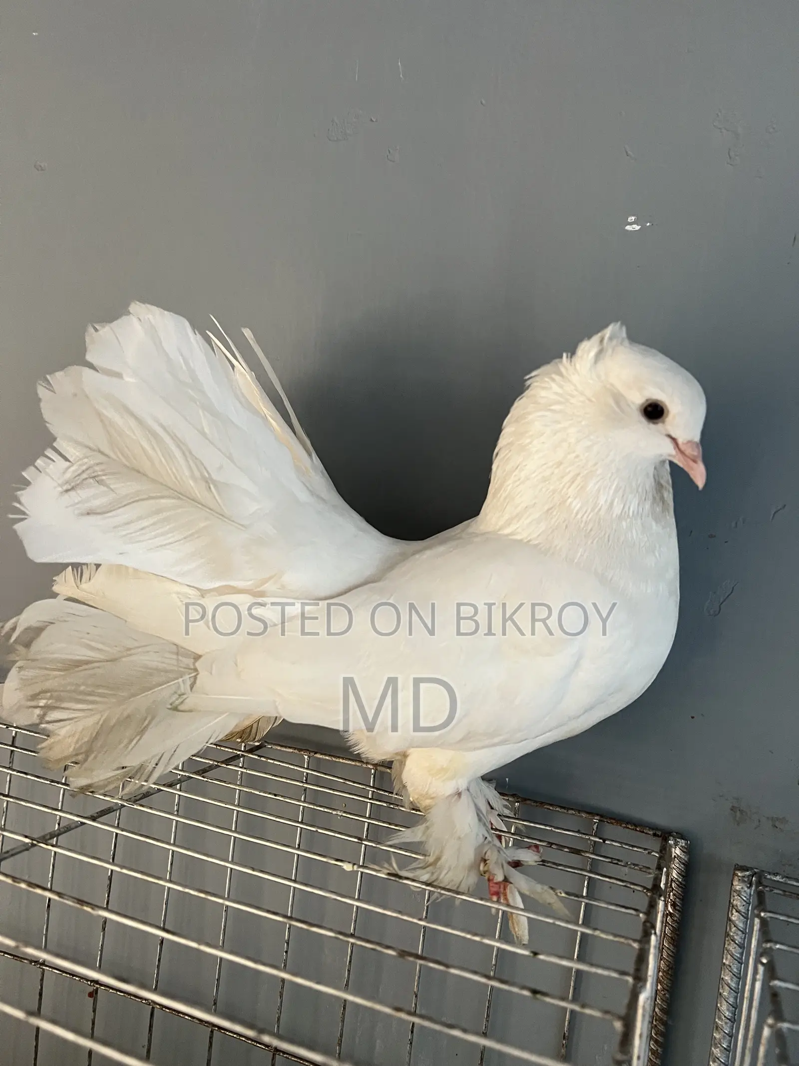 সাদা রাকখা নর