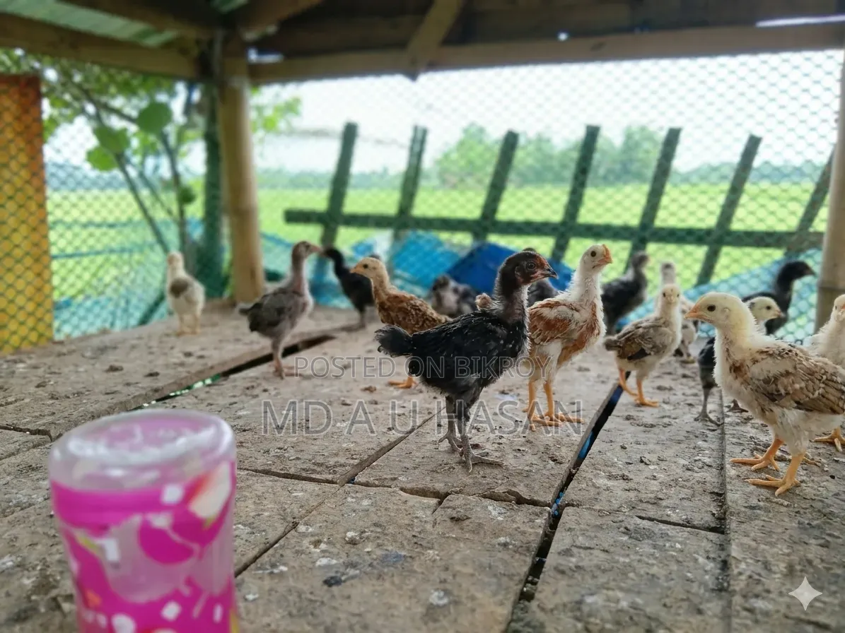 অরজিনাল দেশি মুরগির বাচ্চা
