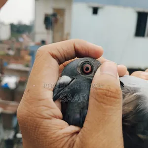 Blue Bar Racer Female Pigeon/সবজি রেসার মাদি কবুতর