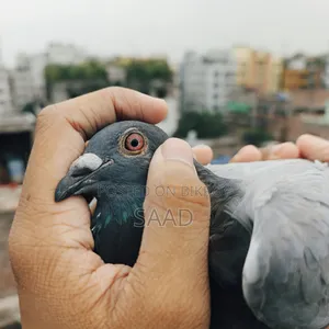 Blue Bar Racer Male Pigeon/সবজি রেসার নর কবুতর
