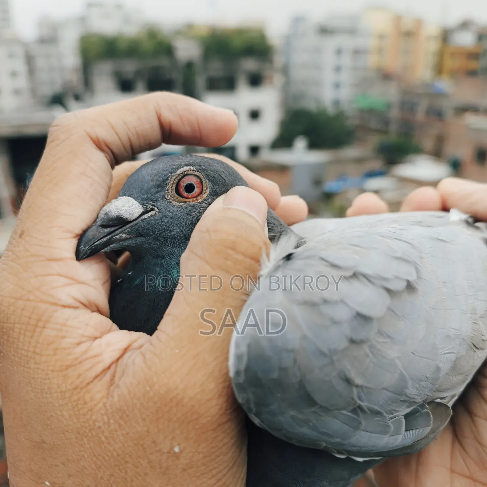Blue Bar Racer Male Pigeon/সবজি রেসার নর কবুতর